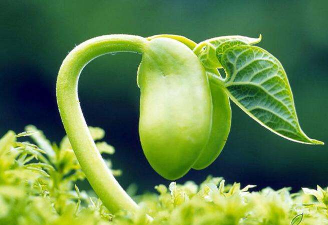 phytosterol.jpg phytosterol.jpg