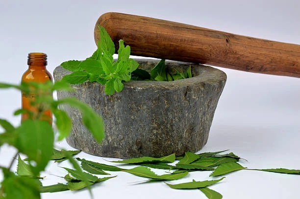 Holy Basil Extract Powder